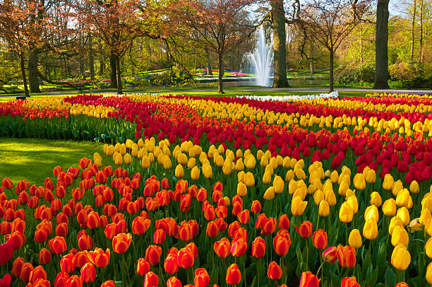 fiori di primavera in un parco - fountain landscaped ornamental garden flower bed foto e immagini stock