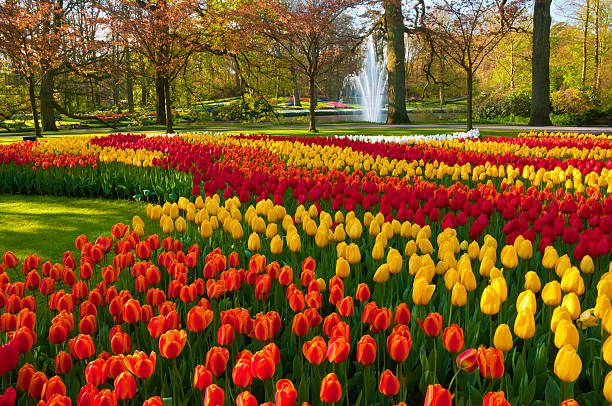 Spring Flowers in a Park "Park with multi-colored tulips, and a pond with a fountain in the background. Location is the Keukenhof garden, Netherlands.Other tulip images:" keukenhof gardens stock pictures, royalty-free photos & images