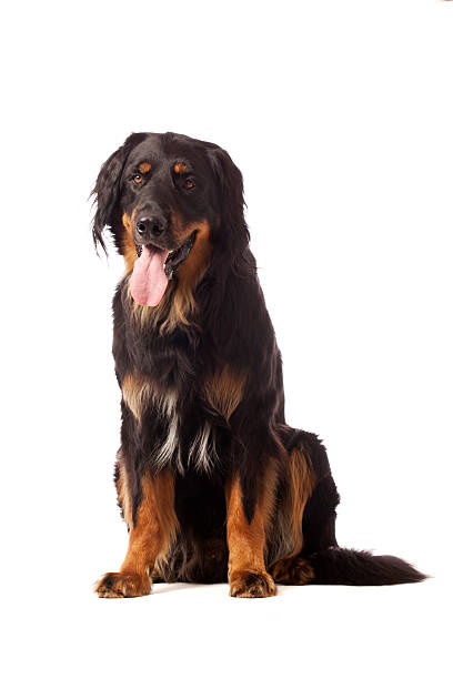 A dog of the type: Hovawart