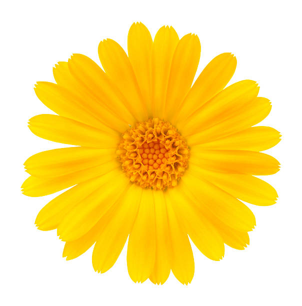 Calendula Yellow flower on white background yellow stock pictures, royalty-free photos & images