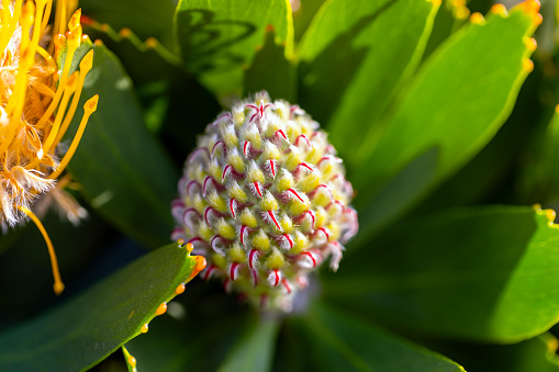 Closeup beautiful yellow King Protea flower bud, background with copy space, full frame horizontal composition
