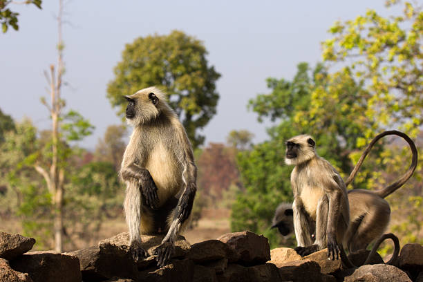 negro frente langurs en de bandhavgarh np, india - beauty in nature day animal monkey fotografías e imágenes de stock