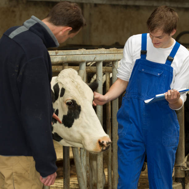 istock Farmers looking at cow in stable 171272645