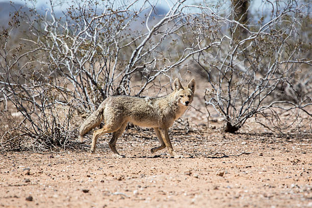 coyote - coyote desert outdoors day photos et images de collection