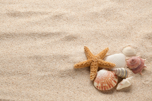 Beach seashells on colored background. Mock up with copy space.