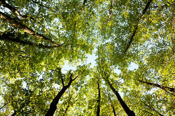 istock looking up to the green trees canopy 171272832