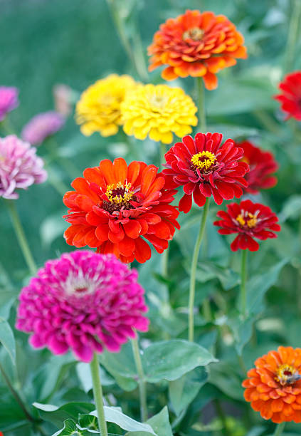 istock Flowers in Garden 171272837