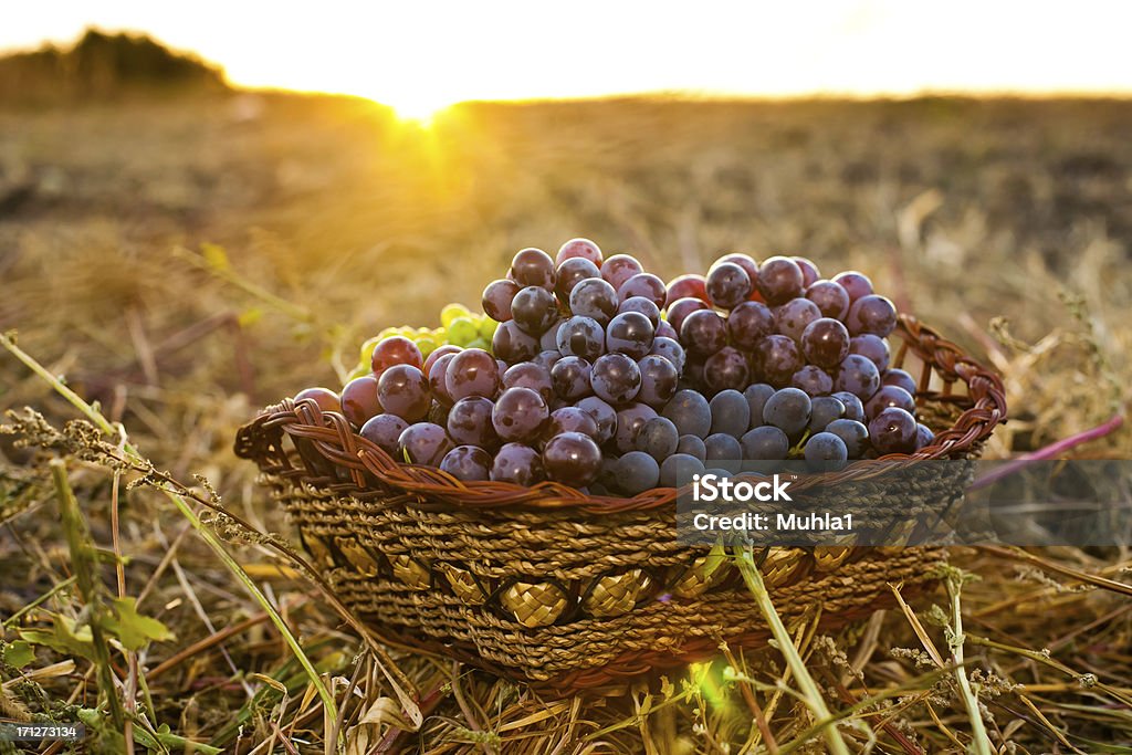 Campos de Uva - Royalty-free Agricultura Foto de stock