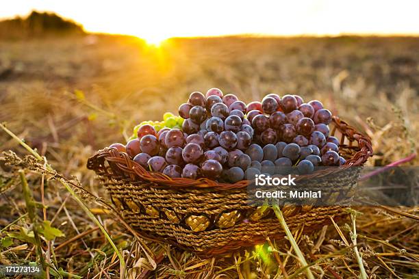 Campos De Uva - Fotografias de stock e mais imagens de Agricultura - Agricultura, Ajardinado, Amarelo