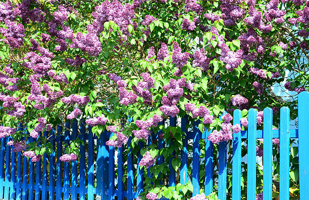 flowering purple lilac bush at blue wooden fence - mor leylak stok fotoğraflar ve resimler