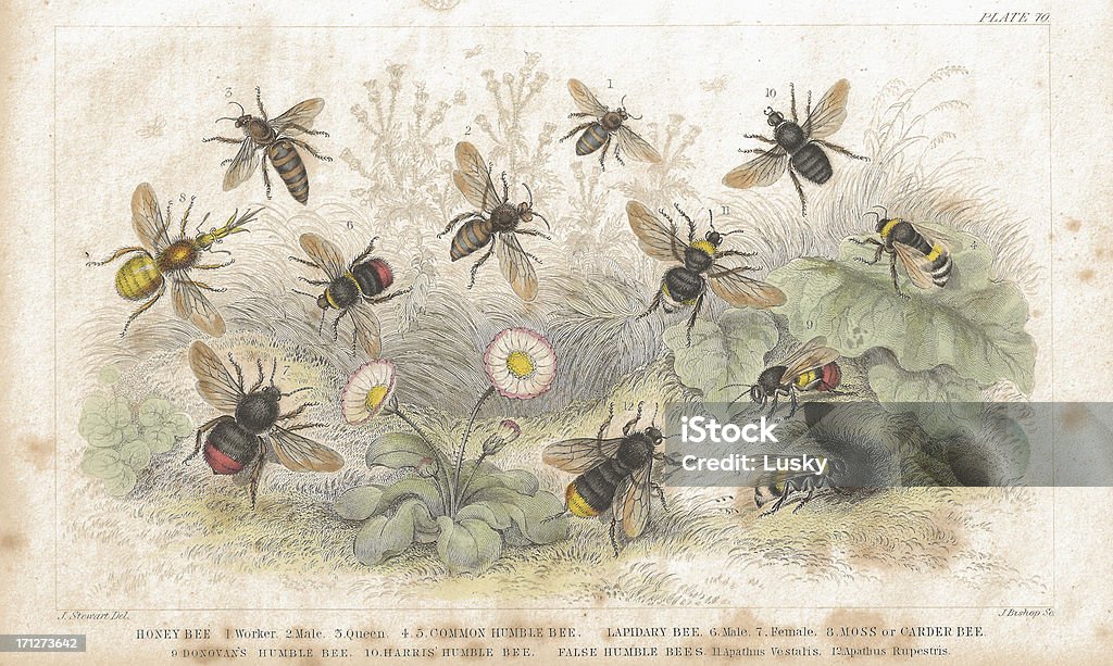 Bees old litho print from 1852 "Beautiful coloured antique lithograph of various bee species from Plate 70, Volume 2: A History Of The Earth And Animated Nature by Oliver Goldsmith, 1852.  Honey Bee 1. Worker 2. Male 3. Queen 4,5. Common Humble Bee.  Lapidary Bee 6. Male 7. Female 8. Moss or Carder Bee 9. Donovan's Humble Bee 10. Harris' Humble Bee.  False Humble Bees 11 Apathus Vestalis 12 Apathus Ropestris" Bee stock illustration