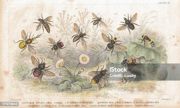 Bees Old Litho Print From 1852 Stock Illustration - Download Image Now - Bee, Old-fashioned, Illustration