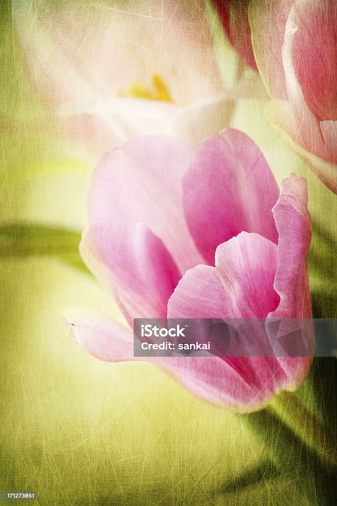 Hermoso vintage foto de rosa tulipanes - Foto de stock de Abstracto libre de derechos