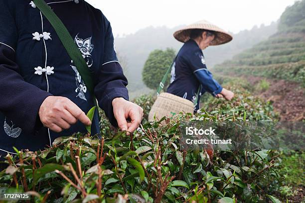 Selettori Di Tè - Fotografie stock e altre immagini di Cina - Cina, Piantagione, Tè - Raccolto