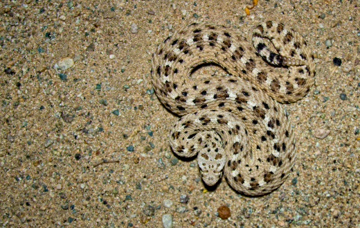 sidewinder rattlesnake