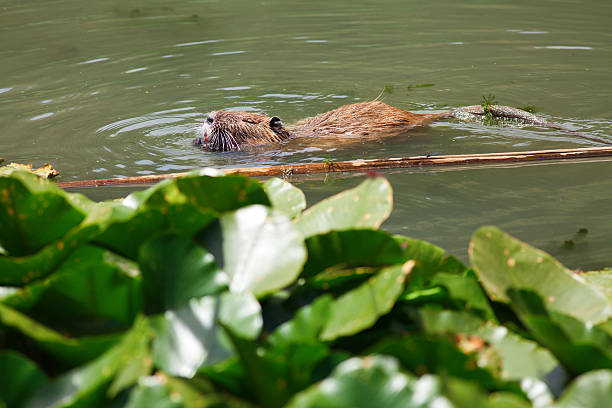 istock Nutria eating in swamp 171274442