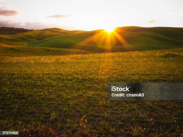 Photo libre de droit de Champs De Toscane Au Lever Du Soleil banque d'images et plus d'images libres de droit de Agriculture - Agriculture, Champ, Ciel