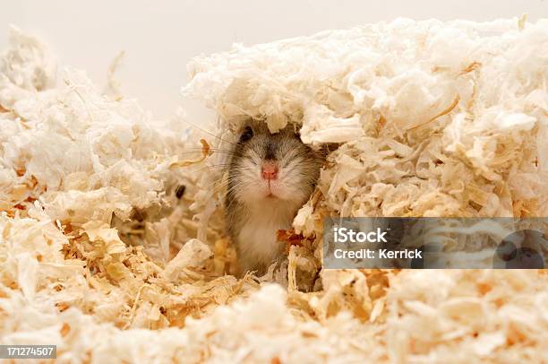 Find Me Zuckerhut Hamster Verstecken Stockfoto und mehr Bilder von Hamster - Hamster, Verstecken, Haustier