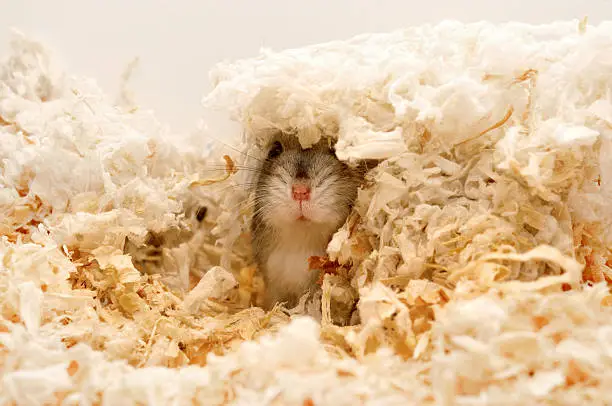 Dwarf hamster hiding in his bed. Search me if you can :)