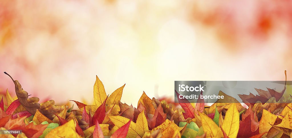 Panoramic Autumn Leaves Colourful autumn leaves lying on the ground. Leaf Stock Photo