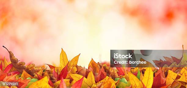 Panoramic Autumn Leaves Stock Photo - Download Image Now - Leaf, Heap, Stack