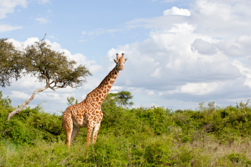 Rothschild Giraffes at National Park at Kenya