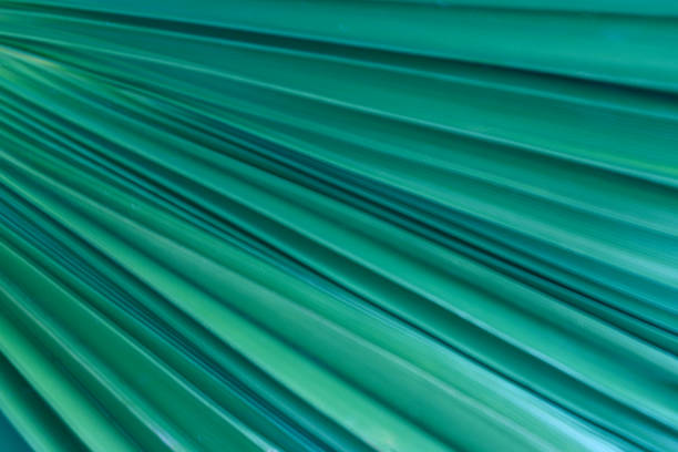 istock Abstract palm leaves image for background. Select focus and depth of field 1712749600