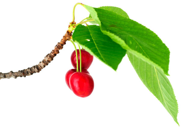 Cherrys on branch stock photo