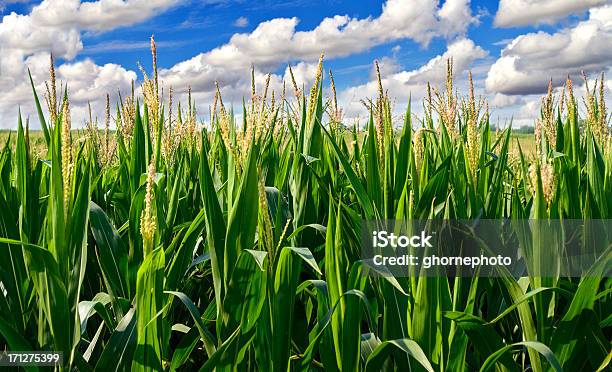Corn Field Mit Wolken Stockfoto und mehr Bilder von Mais - Zea - Mais - Zea, Feld, Nutzpflanze