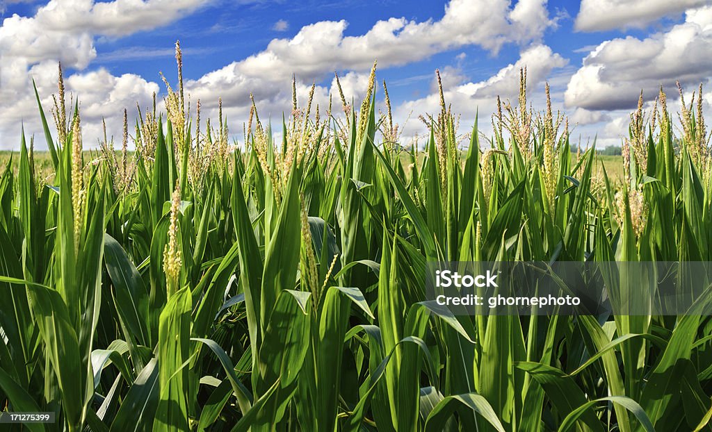 Pole kukurydzy z chmury - Zbiór zdjęć royalty-free (Kukurydza - Zea)