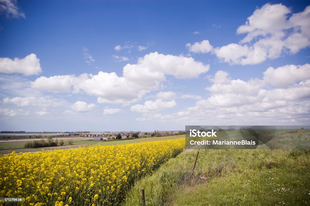 Sementes de colza na Grã-Bretanha - Royalty-free Amarelo Foto de stock