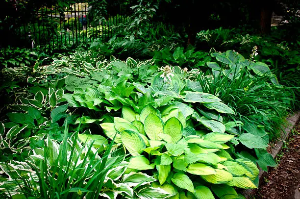 a variety of shade loving plants are used to create a beautiful shade garden along a fenced in yard.