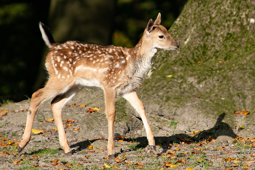 Very young and sweet deer, Fawn, walking with slightly unsteady legs