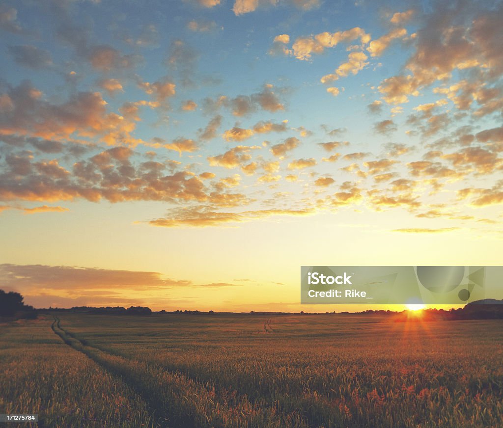 Sunset on grainfield Grain in the evening light. Tilt shift lens used. Corn - Crop Stock Photo