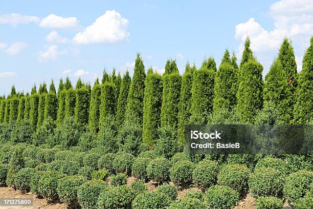 Buxus Thuja Y Plantas En Una Fila Foto de stock y más banco de imágenes de Accesorio de jardín - Accesorio de jardín, Aislado, Arbusto