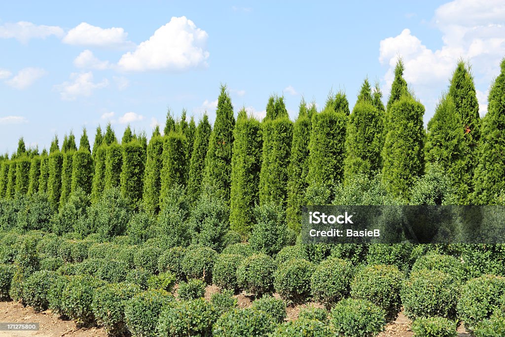 Thuja e buxus piante in una riga - Foto stock royalty-free di Albero sempreverde