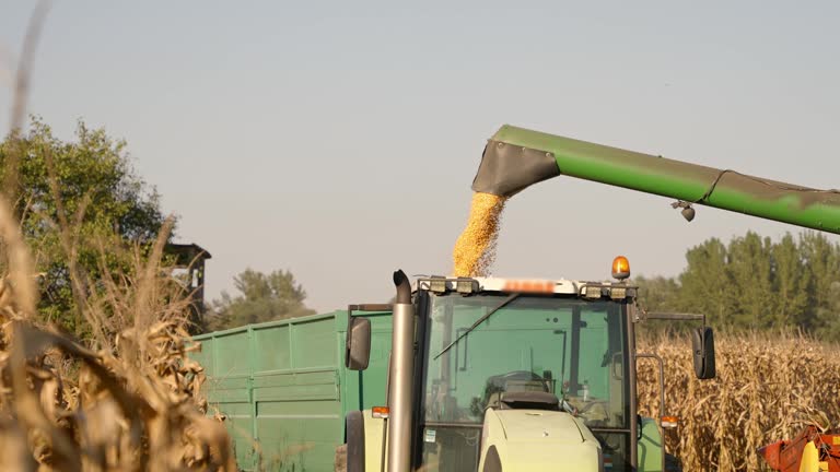 SLO MO Corn Crops and Combine Unloading Harvested Corn Grains into Tractor at Field on Sunny Day