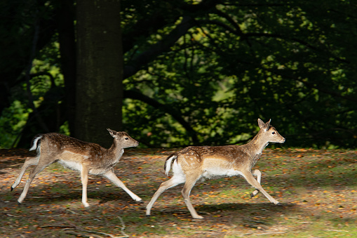 Very young and sweet deer, Fawn, running with slightly unsteady legs