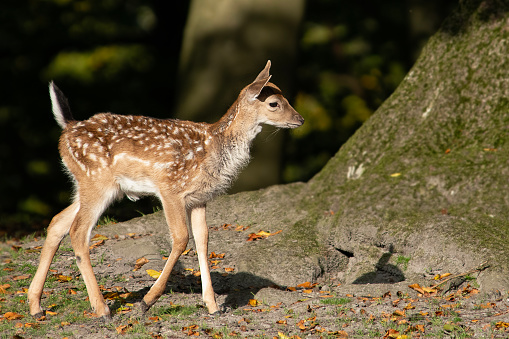 Very young and sweet deer, Fawn, walking with slightly unsteady legs