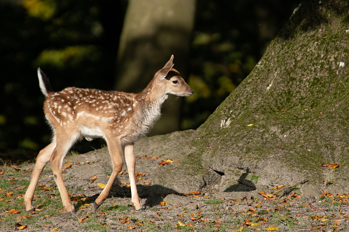 Very young and sweet deer, Fawn, walking with slightly unsteady legs