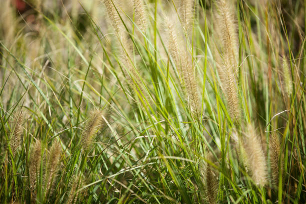 istock A spikelet of a wild or cultivated plant. Fluffy brushes on a thin stem. 1712759571