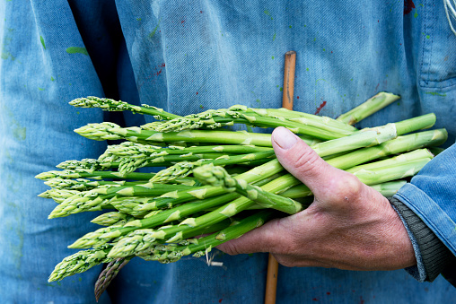 Photo of a farmer holding a freshly cut bunch of organic asparagus in his hand. The piece of cane is his hand shows the minimum length that the asparagus must reach before they are harvested. The focus is on the asparagus he is holding and he is wearing a faded blue tunic that contrasts nicely with the green of the asparagus and  gives a nice area for copy space. Horizontal format.