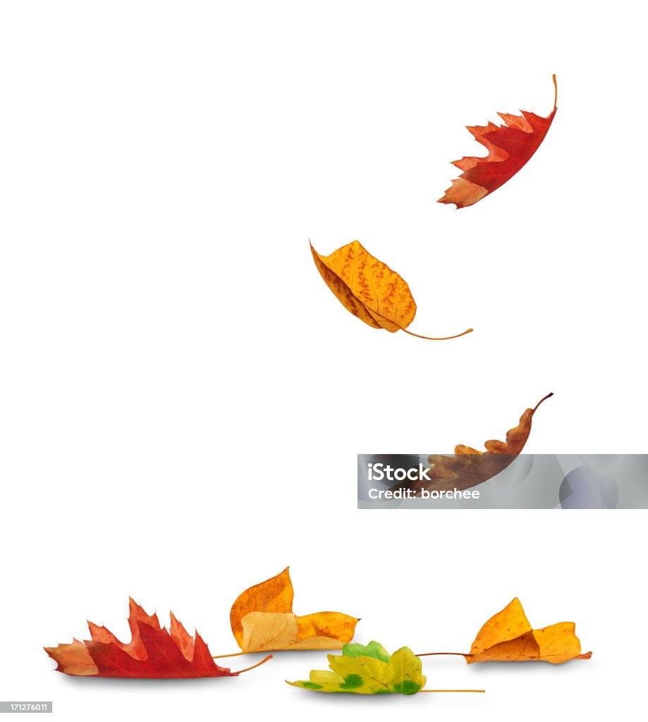 Falling Autumn Leaves Autumn leaves falling to the ground (white background)... Leaf Stock Photo