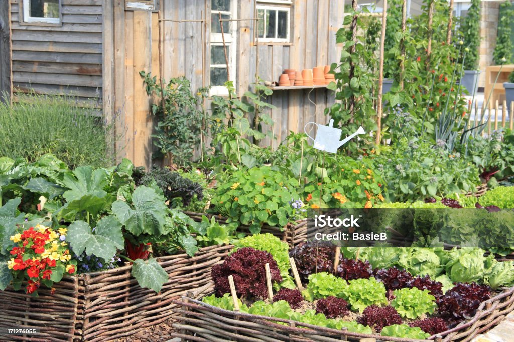 Gemüsegarten - Lizenzfrei Gemüsegarten Stock-Foto