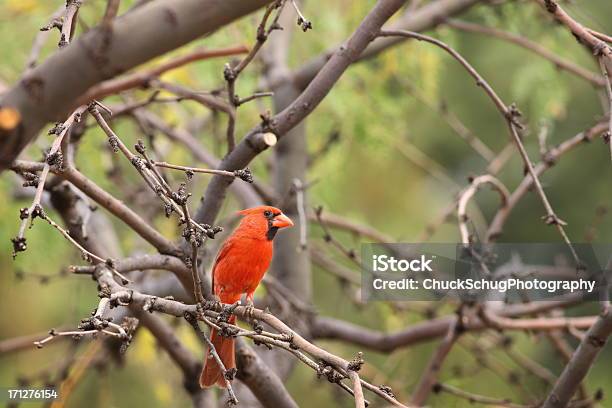 Oatcake 鳥 Cardinalis に - とさかのストックフォトや画像を多数ご用意 - とさか, アニマルウェルフェア, アリゾナ州