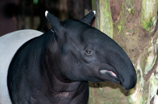 Tapir black and white