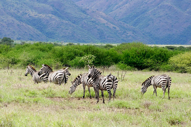 istock Small group of Zebras 171276222