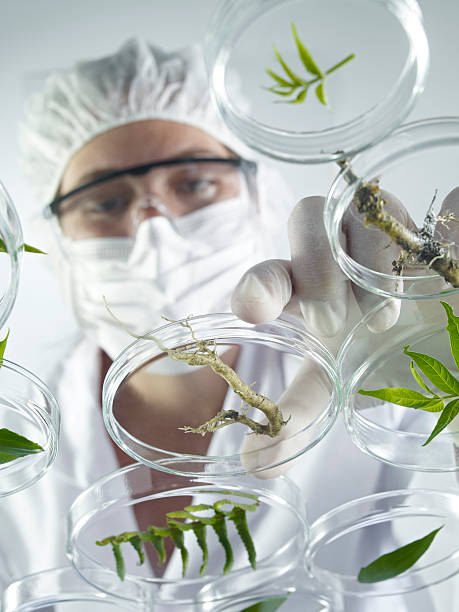 istock Scientist Examining Petri Dishes 171276276