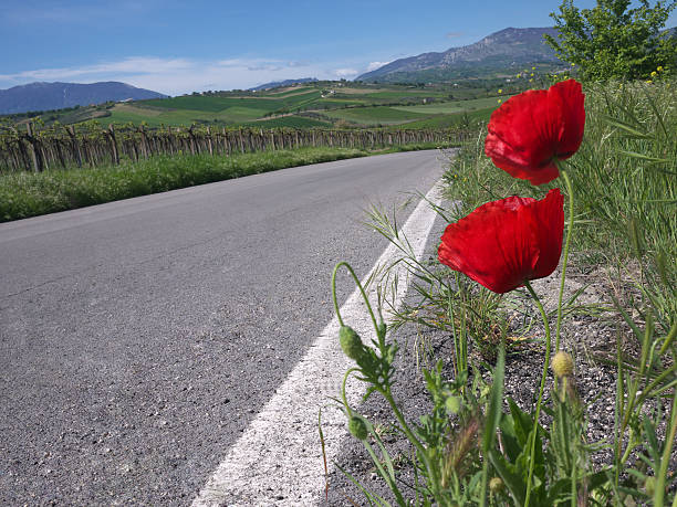 istock Vineyards and poppies 171276356