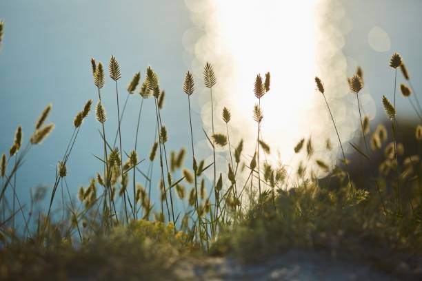 istock Spikelets of spring grass on the background of the water element. 1712764348